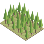 1st Stage : Eucalyptus Plantation